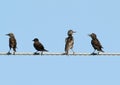 Funny Common starlings on electrical wire unusual view Royalty Free Stock Photo