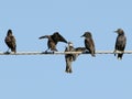 A funny Common starlings on electrical wire unusual view Royalty Free Stock Photo