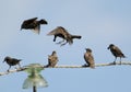 Funny Common starlings on electrical wire unusual view Royalty Free Stock Photo