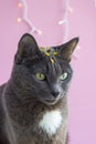 Portrait of gray cat with green eyes and star in forehead on pink background.