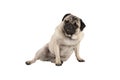 Funny cool cocky pug puppy dog, sitting down with funny facial expression Royalty Free Stock Photo