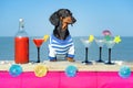 Funny cool dachshund dog drinking cocktails, at the bar in a beach club party with ocean view Royalty Free Stock Photo