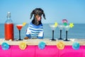 Funny cool dachshund dog drinking cocktails, licked, at the bar in a beach club party with ocean view Royalty Free Stock Photo