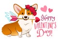 Funny corgi dog dressed as Cupid, with angel wings, rose flower wreath on head, heart arrow in mouth. Valentine`s day, love, pets