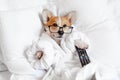 Funny corgi dog in glasses laying in bed, relaxing, yawning, smiling, watching tv, feeling bored and relaxed in a day off