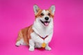 Funny Corgi dog with a gold medal of the winner of the show hanging on the neck smiles with tongue out on a bright pink background