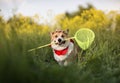 Corgi dog in panama sits on a blooming summer meadow with a butterfly net in his teeth