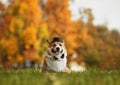 Corgi dog puppy in hat and gentleman`s butterfly sitting in green grass in autumn Park Royalty Free Stock Photo