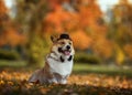 Funny Corgi dog puppy in hat and gentleman`s butterfly sitting in green grass in autumn Park Royalty Free Stock Photo