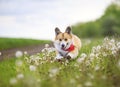 Corgi dog puppy is running merrily through a blooming meadow with white fluffy dandelions Royalty Free Stock Photo