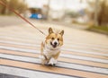 corgi dog puppy on a strapped leash safely crosses the road on a pedestrian on a city street