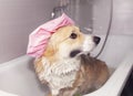 Corgi dog washes in the bathroom in a shower cap and smiles contentedly