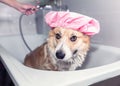 Corgi dog washes in the bathroom in a shower cap and smiles contentedly