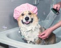 Corgi dog washes in the bathroom in a shower cap and smiles contentedly