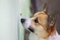 Corgi puppy tries to catch a dangerous striped insect wasp with its nose in the garden