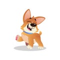 Funny corgi walking with happy muzzle. Cartoon dog with blue collar. Cute domestic animal. Graphic element for kids