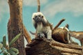 Funny cotton headed tamarin sits with friend on wooden house