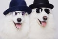 Funny couple of dogs in hats and sunglasses