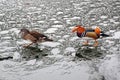 Funny couple. Ducks in the city park on the thin ice of the pond.