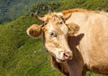 Funny cow animal in green landscape of Madeira island Royalty Free Stock Photo