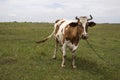 A funny cow on a chain in a field on a lawn. A mammal is grazing in the evening