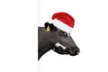 Black cow portrait isolated on white. Christmas Banner with copy space. Cow Santa concept Royalty Free Stock Photo