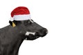 Funny cow in Christmas or Santa Claus hat isolated on white Royalty Free Stock Photo