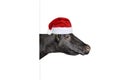 Funny cow in Christmas or Santa Claus hat isolated on white Royalty Free Stock Photo