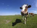 Funny cow face on the meadow