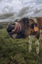 Funny cow in a field in Azores Royalty Free Stock Photo