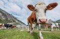 Funny cow on the field. Composition with animal on the farm in the Dolomite Alps, Italy. Royalty Free Stock Photo