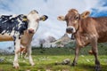 Funny cow on the field. Composition with animal on the farm in the Dolomite Alps, Italy. Royalty Free Stock Photo