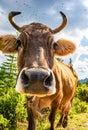 Funny cow with flies photoshooting by rib eye Royalty Free Stock Photo