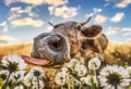 Funny Cow grazing on a summer field Royalty Free Stock Photo