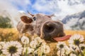 Funny Cow grazing on a summer field on the background of the Alpine mountains Royalty Free Stock Photo