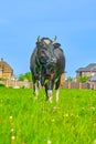 Funny cow on a green meadow. Black and white cow grazing on meadow