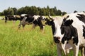 Funny cow on a green meadow Royalty Free Stock Photo