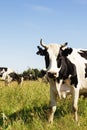 Funny cow on a green meadow Royalty Free Stock Photo