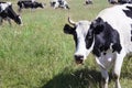 Funny cow on a green meadow Royalty Free Stock Photo