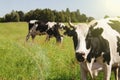 Funny cow on a green meadow Royalty Free Stock Photo