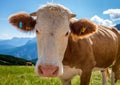 Cow on a meadow looking to a camera with Alps in the background Royalty Free Stock Photo