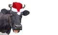 Funny cow isolated in Christmas hat. Black cow portrait isolated on white. Farm animals