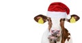 Funny cow isolated in Christmas hat Royalty Free Stock Photo