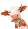 Cow muzzle close up