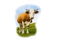 Funny cow looking at you Royalty Free Stock Photo