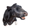 Funny cow lying isolated on a white background. Black and white cow close up. Talking cow portrait. Royalty Free Stock Photo