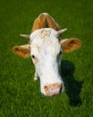 Funny cow on meadow - a close-up portrait Royalty Free Stock Photo