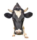 Funny cow muzzle close up. Farm anim Royalty Free Stock Photo