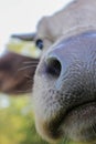 Funny cow nose close up Royalty Free Stock Photo