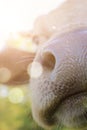 Funny cow nose close up with sun rays and bokeh. Royalty Free Stock Photo